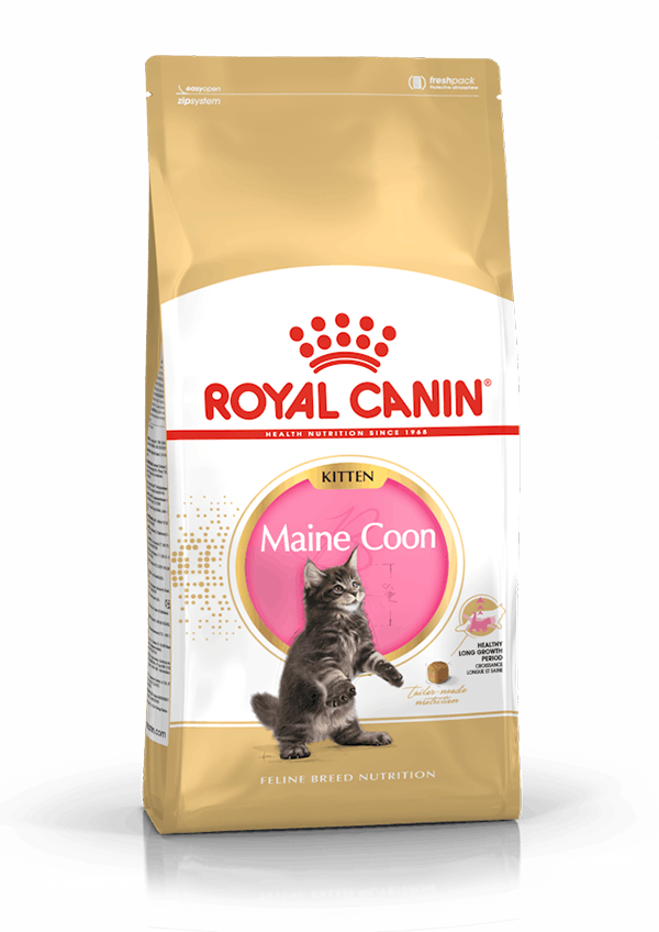 Royal Canin - Maine Coon Kitten Gatitos